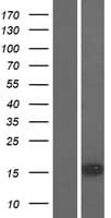 SNTN Protein (Over-Expression Lysate Myc-DDK (Flag))
