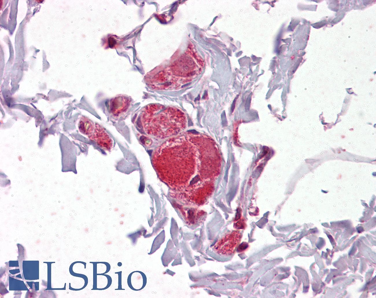 IHC-plus™ VAV2 Antibody (aa208-221)