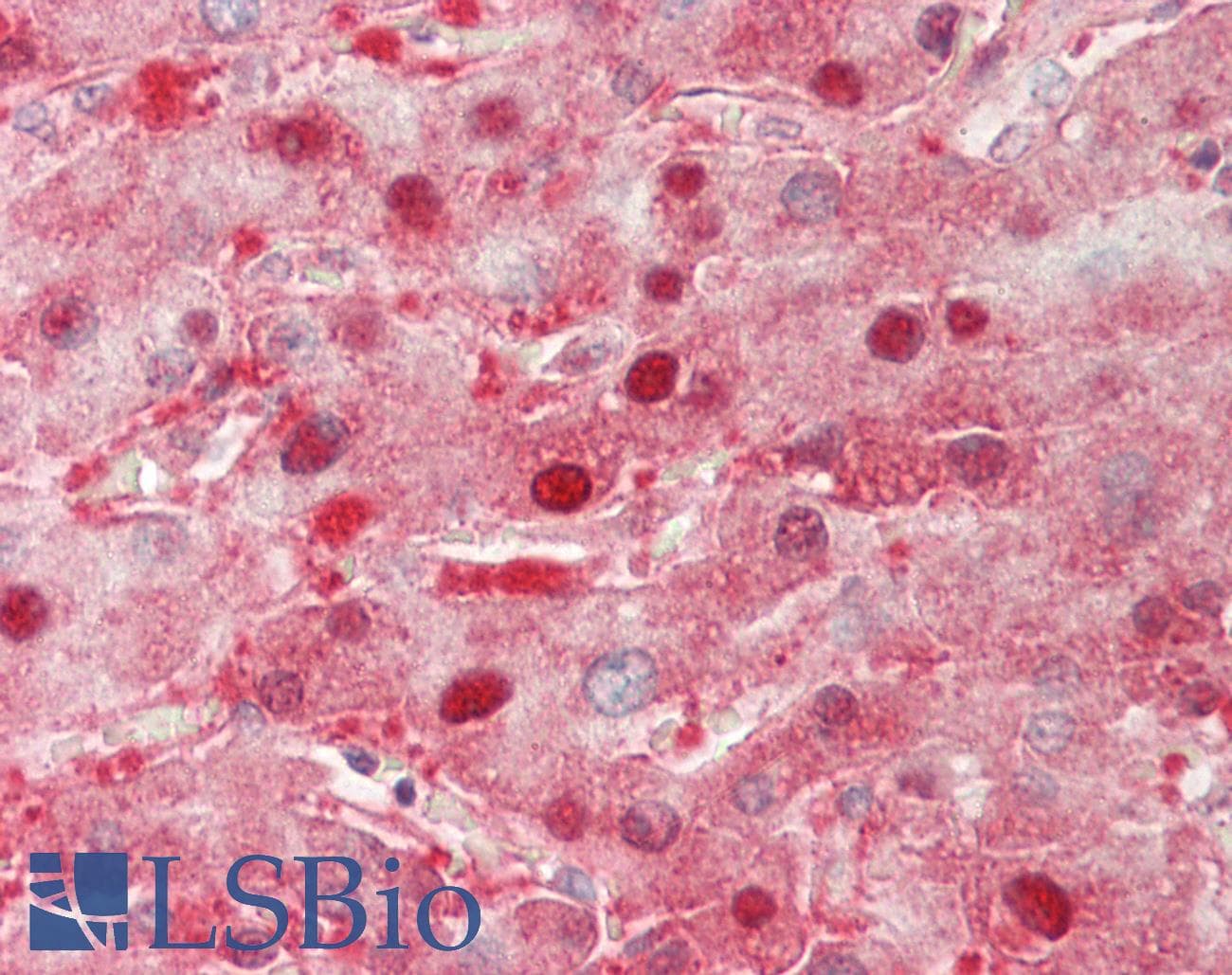 OMP Antibody (C-Terminus)