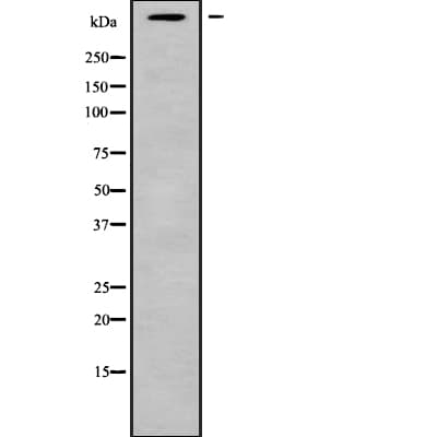 MUC5AC Antibody