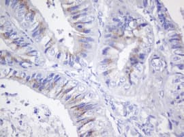 CR6 / GADD45G Antibody (clone OTI2G6)