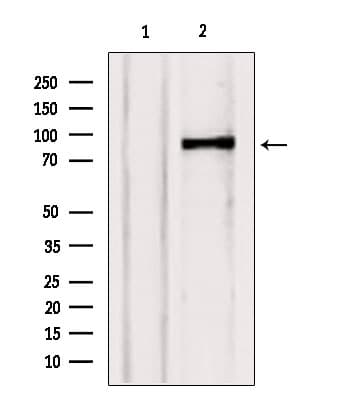 TELO2 Antibody