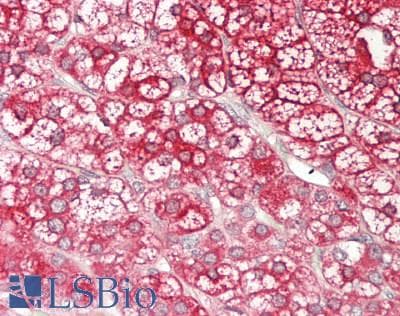 IHC-plus™ HSP90AA1 / Hsp90 Alpha A1 Antibody (aa275-484, clone 5G5)