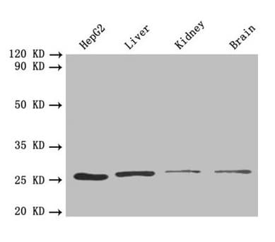 PSMA7 Antibody