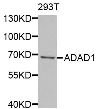 ADAD1 Antibody