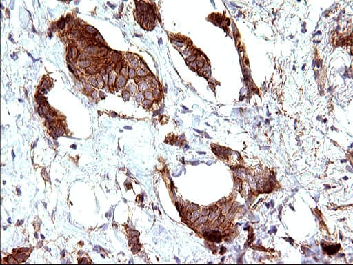 HAUS7 Antibody (clone OTI1E8)