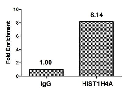 Polyclonal Rabbit anti-Human HIST1H4I Antibody (IF)