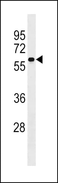 SERINC4 Antibody (aa489-518)