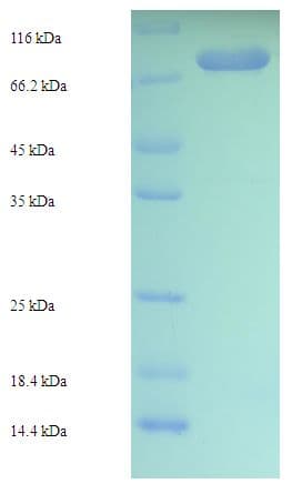 Arabidopsis thaliana DEGP12 Protein (Recombinant His-SUMO)