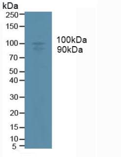 ADAM17 / TACE Antibody (aa226-473)