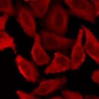 FLOT2 / Flotillin 2 Antibody