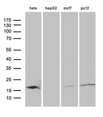 PIN1 Antibody (clone OTI4H1)