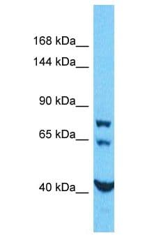 TECPR1 Antibody (aa69-118)
