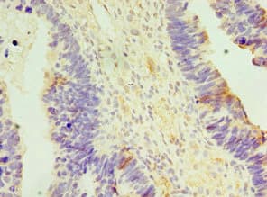 APOBEC3C Antibody (aa1-190)
