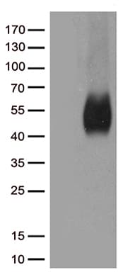 CD80 Antibody (clone OTI11G5)
