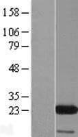 EIF3K Protein (Over-Expression Lysate Myc-DDK (Flag))