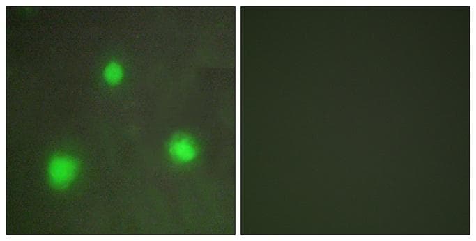 FOXH1 Antibody