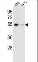 EEF1A1 Antibody (aa46-72)