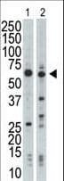Polyclonal Rabbit anti-Human NRBP1 / NRBP Antibody (aa47-76, IHC, WB)