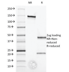 IFNA / Interferon Alpha Antibody (clone 2.52, Azide-free, BSA-free)