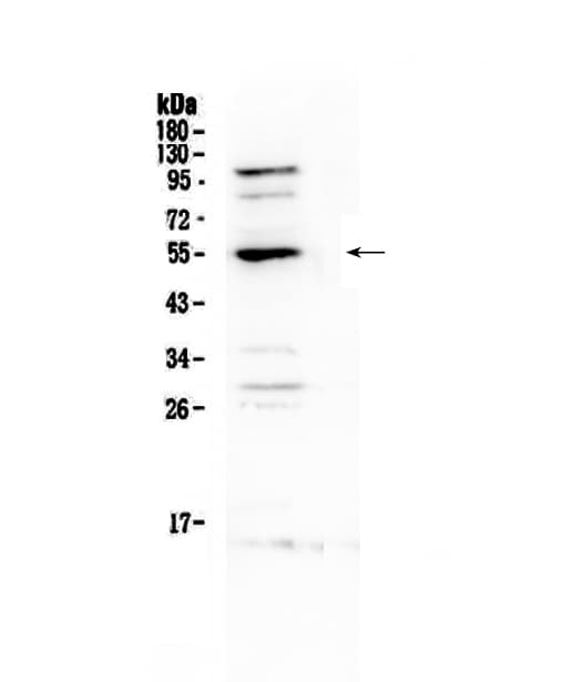 EPOR / EPO Receptor Antibody