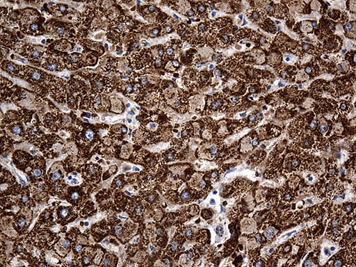 Monoclonal Mouse anti-Human CYP7B1 Antibody (clone OTI1G7, aa263-506, IHC, WB)