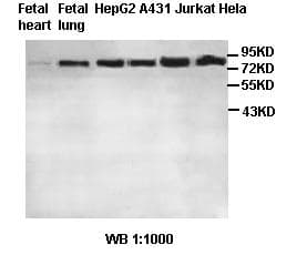 MRE11A / MRE11 Antibody