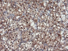 SENP2 Antibody (aa139-523, clone OTI3E7)