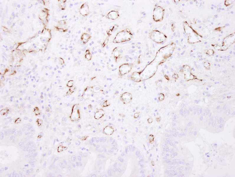 PECAM-1 / CD31 Antibody (aa700-C-term)
