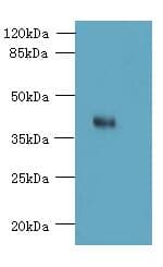 OGG1 Antibody