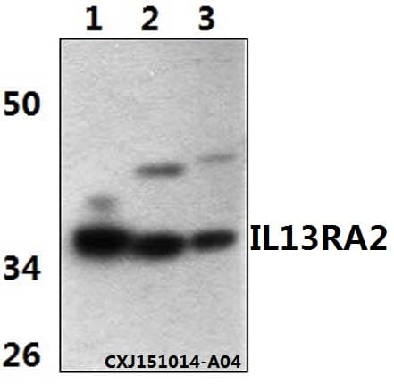 IL13RA2 / IL13R Alpha 2 Antibody (aa251-296)