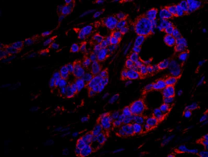 DOCK4 Antibody (aa1725-1775)