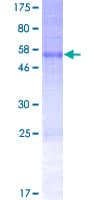 Human SNTB2 Protein (Recombinant GST)