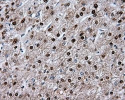 HMRF1L / MTRF1L Antibody (clone OTI1C5)