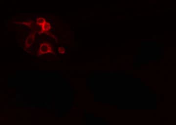 Polyclonal Rabbit anti-Human CYB5R1 Antibody (IF, WB)