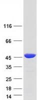 Human RBM4 / LARK Protein (Recombinant Myc-DDK (Flag))