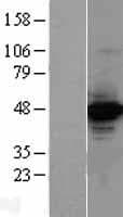 CRTC2 / TORC2 Protein (Over-Expression Lysate Myc-DDK (Flag))