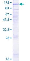Human LGR6 Protein (Recombinant GST)