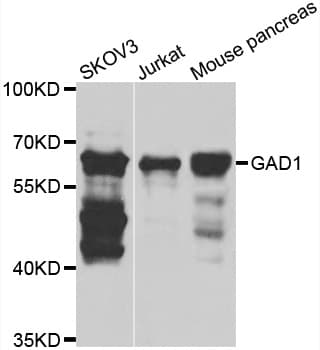 Polyclonal Rabbit anti-Human GAD1 / GAD67 Antibody (WB)