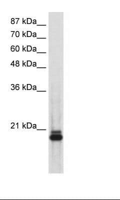 SAP18 Antibody (aa30-79)