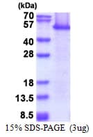 Human EEF1A1 Protein (Recombinant)