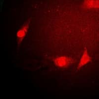 SNRPE Antibody
