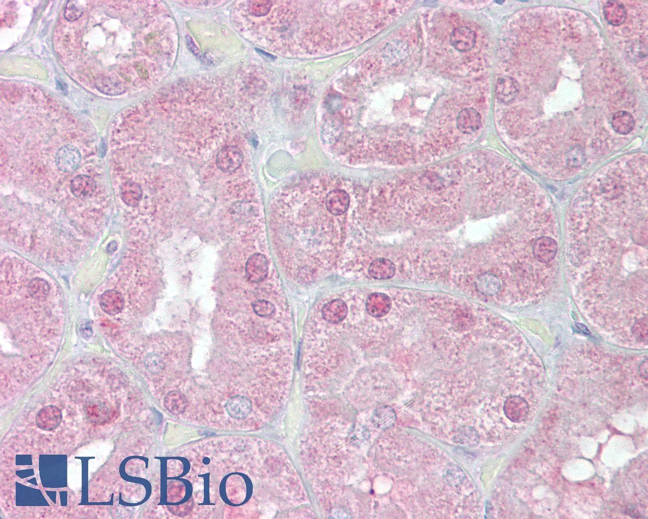 IHC-plus™ FOXD1 Antibody (aa453-465)
