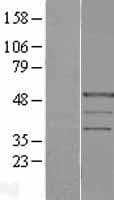 POLR1E Protein (Over-Expression Lysate Myc-DDK (Flag))