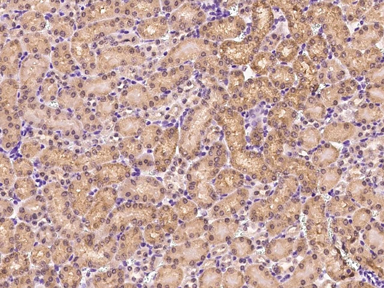 WNT16 Antibody