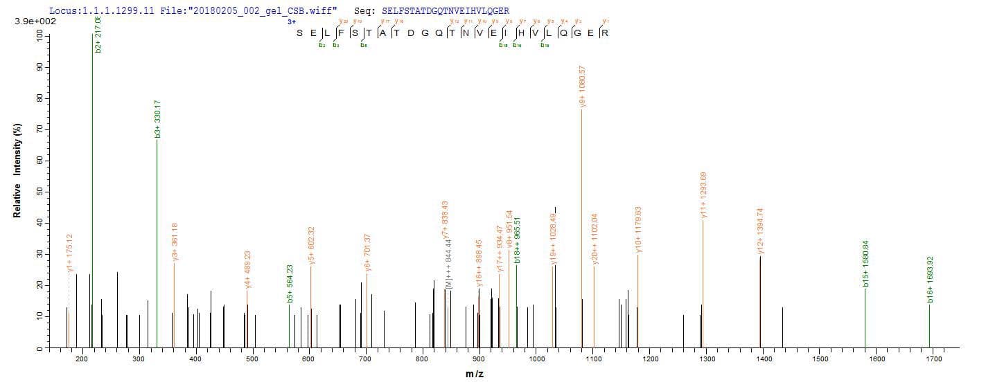 Cyanophora paradoxa dnaK Protein (Recombinant 10His, N-terminus + Myc, C-terminus)