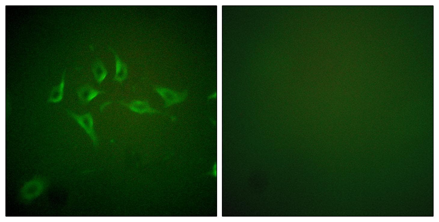 NOS2 / iNOS Antibody