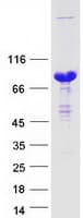 Human TRIP10 / CIP4 Protein (Recombinant Myc-DDK (Flag))