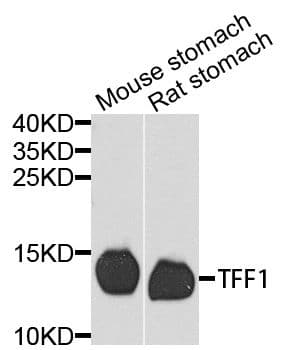 TFF1 / pS2 Antibody