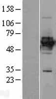 HLX1 / HLX Protein (Over-Expression Lysate Myc-DDK (Flag))